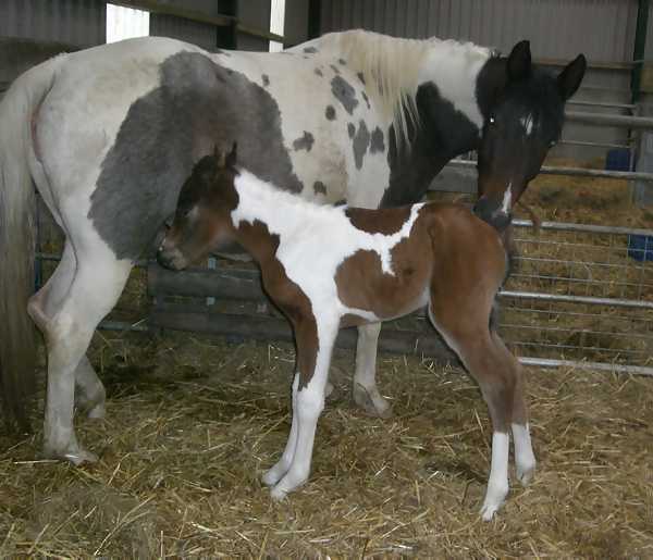 Terackie Samira Khan approx 6 hours old